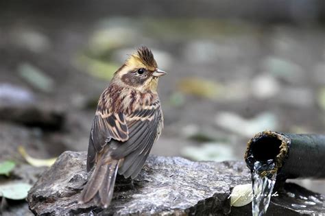 Yellow Throated Buntingemberiza Elegans Flickr