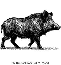 Boar Wild Pig Drawing Ink Sketch Stock Vector Royalty Free 2389374643