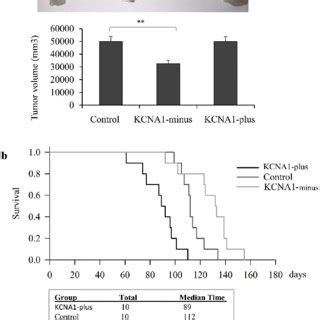 Knockdown And Overexpression Of Kcna Affected Cervical Cancer