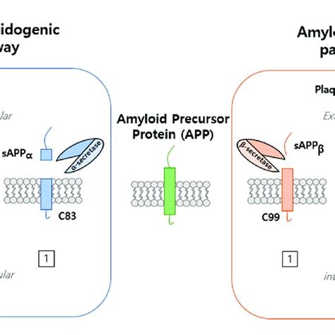 Processing Pathway Of Amyloid Precursor Protein APP Processing Is