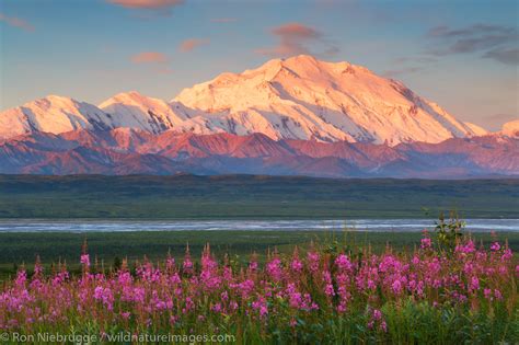 Fireweed At Sunset Denali National Park Alaska Photos By Ron