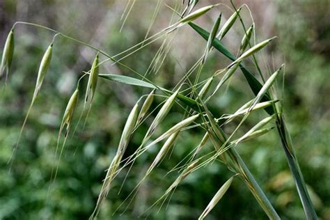 Avena Sterilis Alchetron The Free Social Encyclopedia