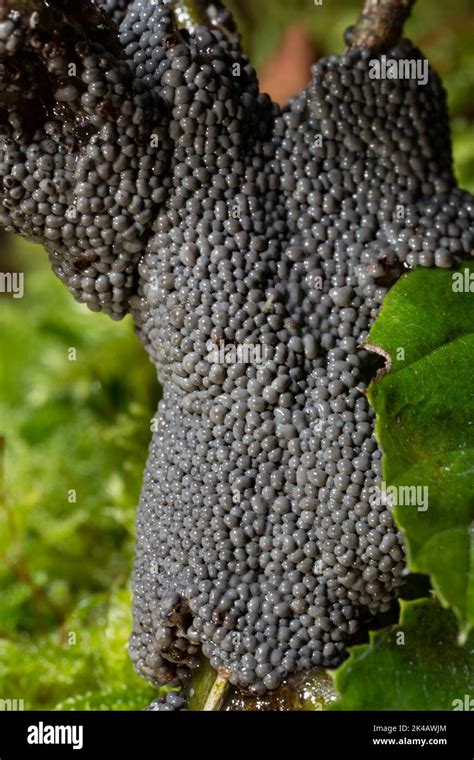 Grey Grass Slime Mould Fruiting Body Many Ashy Grey Spherical Fruiting