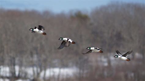 About Us - Maine Audubon