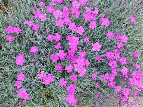 Dianthus Gratianopolitanus Bab Lom Cheddar Pink Dianthus Caesius