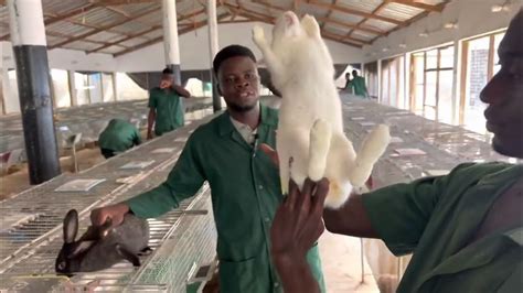 Sexage Des Lapins Comment Déterminer Le Sexe Des Lapins Avantages Et