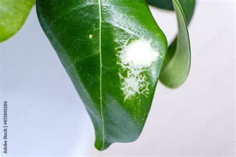 White Spots On The Green Leaf Of The Houseplant Jasmine Diseases Of