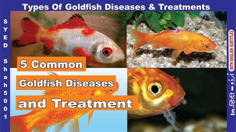 Goldfish Fungus Salt Treatment Sulula