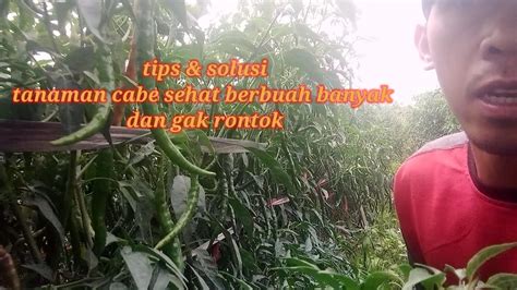 Cara Merawat Tanaman Cabai Tumbu Sehat Berbuah Lebat Anti Rontok Cabe