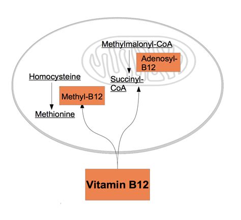 Vitamin B12 Benefits