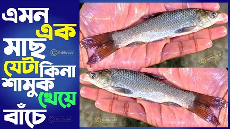 শীতকালে বারন্তি ব্ল্যাক কার্প মাছের পোনা ২ ৩ ইঞ্চি ব্ল্যাক মাছের