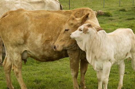 Mother Love Charolais Cow With Baby Brahman Calf Stock Image Image Of