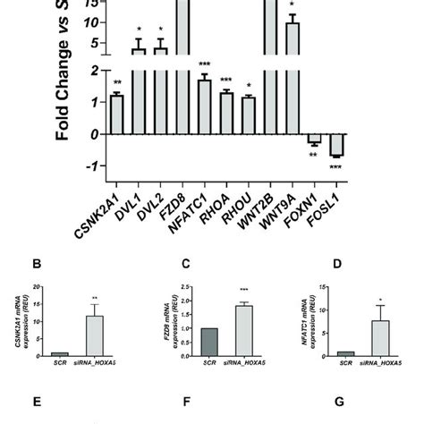 Differential Expression Of Genes Embedded In The Wnt Signaling Pathway