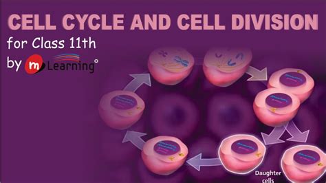 Cell Division Ppt Class 9 Cell Division