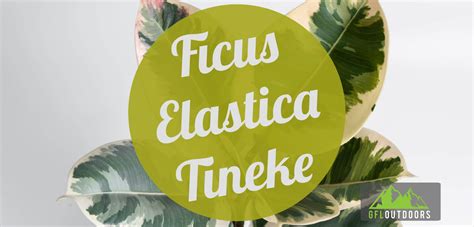 Ficus Elastica Tineke Houseplant Growth And Care Gfl Outdoors