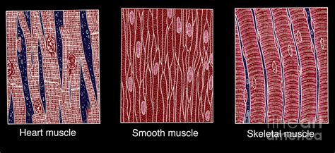 Illustration Of Muscle Types 6 By Science Source