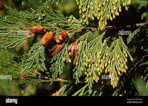 Thuja Occidentalis Cones Hi Res Stock Photography And Images Alamy