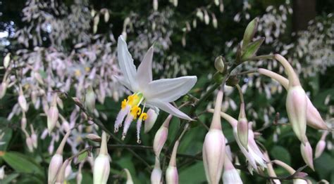 Nice To See A Variety Of Flowers Wairarapa Times Age