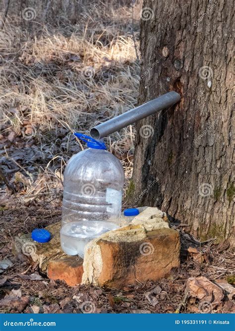 Collecting Sap From Trunk Of Maple Tree To Produce Maple Syrup Sap