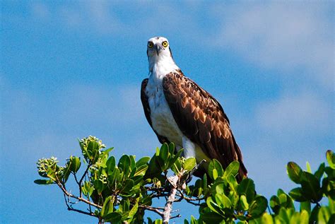 Mosquito Lagoon & Indian River Wildlife Gallery