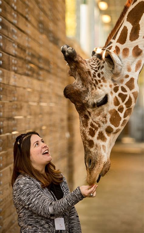 Indulge Your Senses with New Sense of Africa Tour at Disney’s Animal Kingdom Lodge | Disney ...