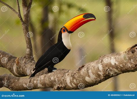 Wild Toco Toucan With Food In Beak Stock Photo - Image: 48480062