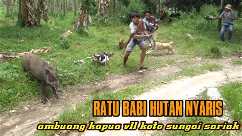 AMAZING HAMPIR SAJA KAMERAMEN DI SERUNDUK BABI HUTAN YouTube