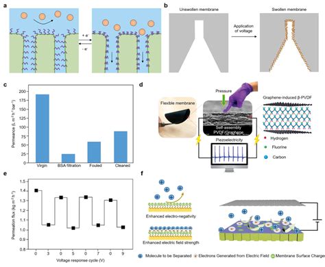 Size Sieving Of The Electroresponsive Membrane A Schematic