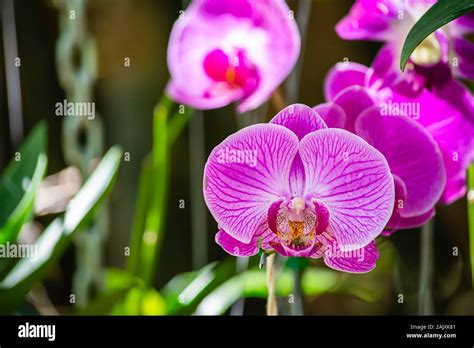 Beautiful Pink Flowers In The Garden Stock Photo Alamy