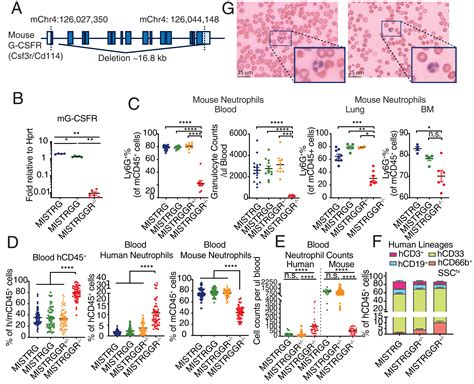 Human Neutrophil Development And Functionality Are Enabled In A