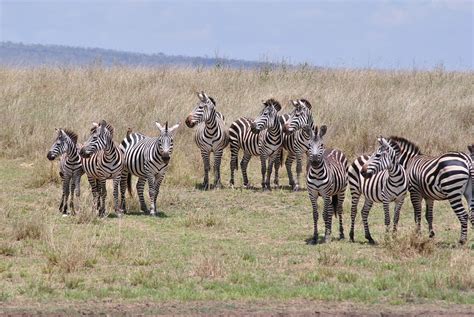 Afrika Tansania Nationalpark Kostenloses Foto Auf Pixabay Pixabay