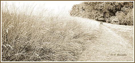 walk   meadow  photograph   macarthur gurmankin fine art