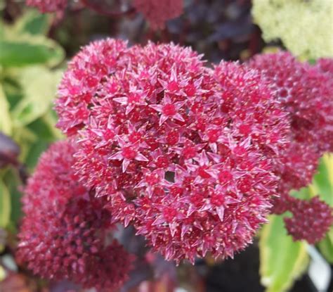 Sedum Purple Emperor Farmyard Nurseries