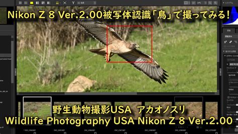 Nikon Z 8ファームウェア Ver 200 の被写体認識「鳥」でアカオノスリを撮る！wildlife Photography Usa