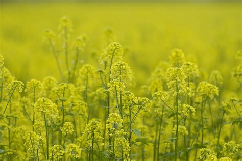 Mustard Brassica Spp