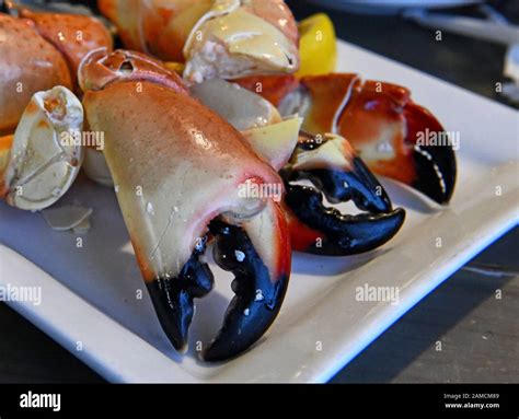 Florida stone crab claws on plate Stock Photo - Alamy