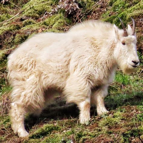 Oreamnos americanus (Mountain Goat) – 10,000 Things of the Pacific Northwest