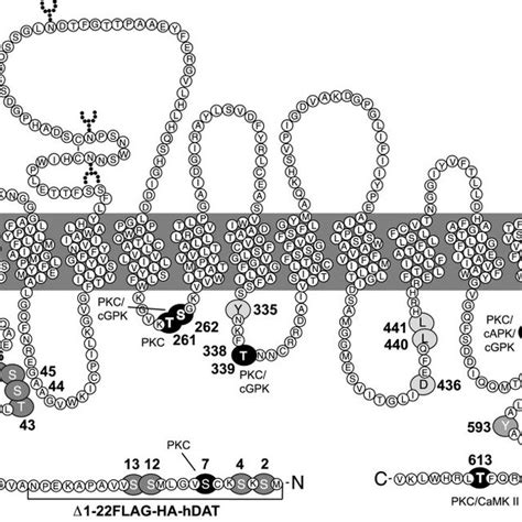 Schematic Two Dimensional Representation Of The Human Dopamine