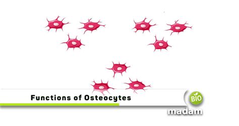 The Functions of Osteocytes - biomadam