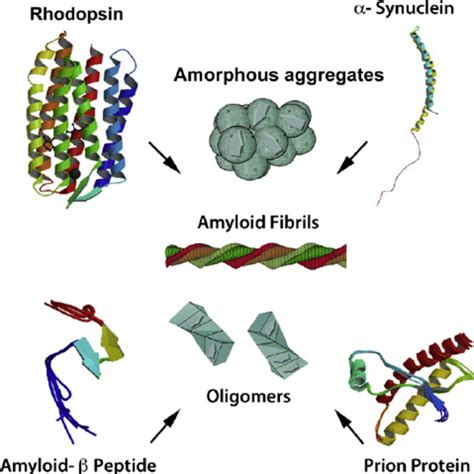 A Simplified Model That Describes The Conformational Transitions Of