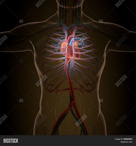 Anatomy Human Organs X Image & Photo (Free Trial) | Bigstock