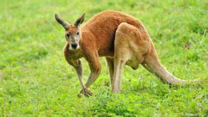 139 Good Kangaroo Names – Animal Names