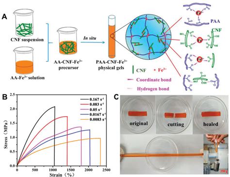 A Schematic onepot preparation of PAACNFFe³ physical gels and