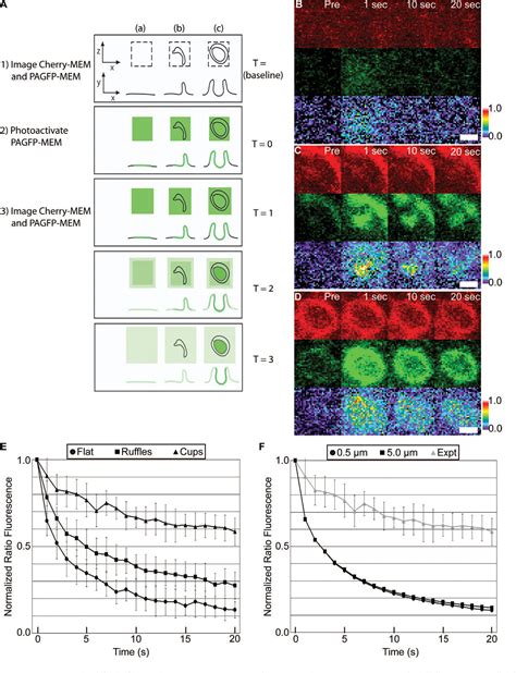 Figure From Ruffles Limit Diffusion In The Plasma Membrane During