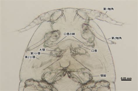 ムラサキイガイから寄生性カイアシ類pseudomyicola Spinosus Myicolidae（科）の一種－copegia（コペジア）