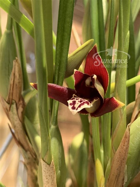 Maxillaria Tenuifolia Coconut Orchid 4pot Sundance Orchids