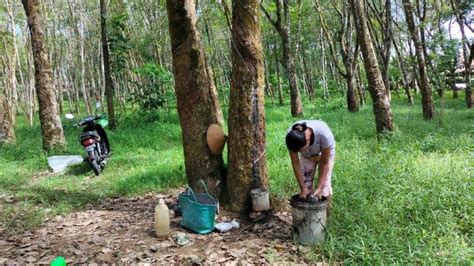 Update Harga Karet Di Musi Rawas Januari Kembali Anjlok Rp