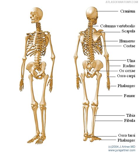 anatomy basics skeleton