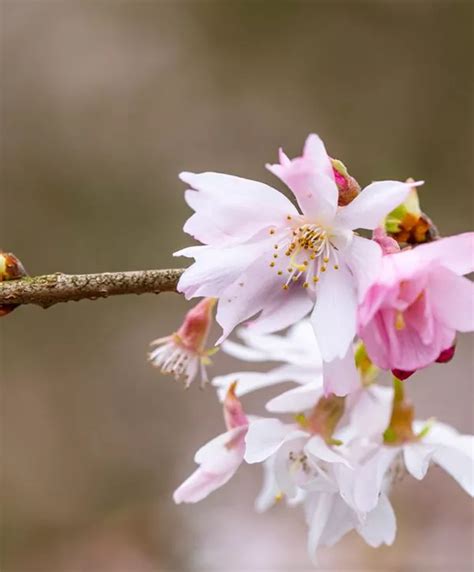 Prunus Subhirtella Winterkirsche