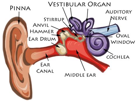 diagram: Ear Diagram by Brittlebear on DeviantArt